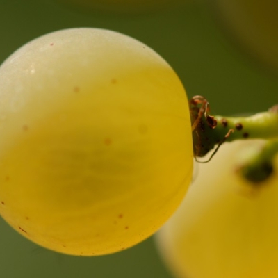 Chardonnay ANT 0903